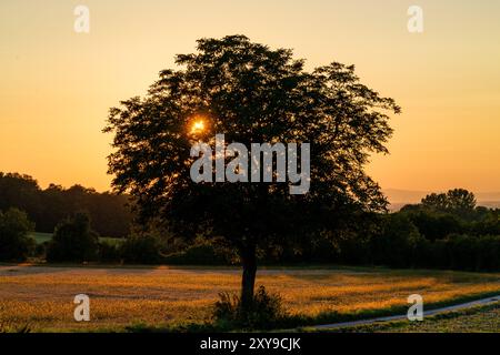 Ein ruhiger Sonnenuntergang wirft wunderschöne Silhouetten hinter einem majestätischen Baum auf einer üppigen Wiese Stockfoto