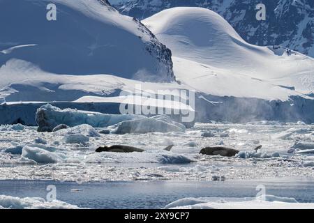 Eine kleine Gruppe von Pack Ice Typ B Killerwalen, Orcinus Orca, die in der Dorian Bay Antarktis nach Beute suchen. Stockfoto