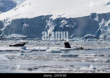 Pack Ice Typ B Killerwale, Orcinus Orca, und finde eine Leopardenrobbe, Hydrurga leptonyx, auf einer Eisscholle in der Antarktis. Stockfoto