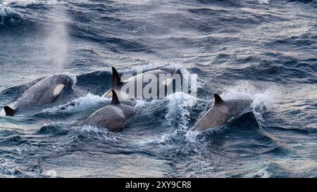 Eine große Gruppe von Killerwalen der Gerlache-Straße Typ B, Orcinus Orca, unterwegs und in der Gerlache-Straße, Antarktis. Stockfoto