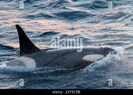 Eine große Gruppe von Killerwalen der Gerlache-Straße Typ B, Orcinus Orca, unterwegs und in der Gerlache-Straße, Antarktis. Stockfoto