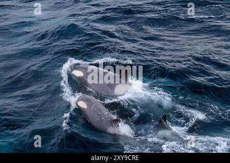 Eine große Gruppe von Killerwalen der Gerlache-Straße Typ B, Orcinus Orca, unterwegs und in der Gerlache-Straße, Antarktis. Stockfoto