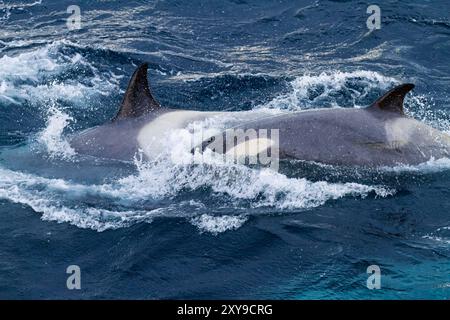 Eine große Gruppe von Killerwalen der Gerlache-Straße Typ B, Orcinus Orca, unterwegs und in der Gerlache-Straße, Antarktis. Stockfoto