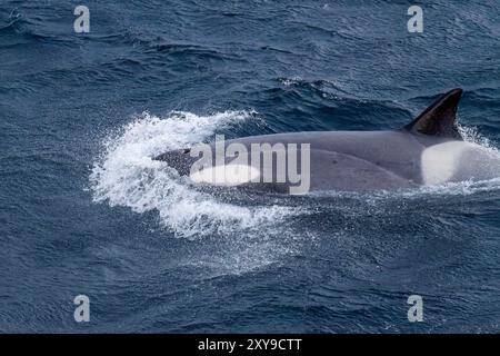 Eine große Gruppe von Killerwalen der Gerlache-Straße Typ B, Orcinus Orca, unterwegs und in der Gerlache-Straße, Antarktis. Stockfoto