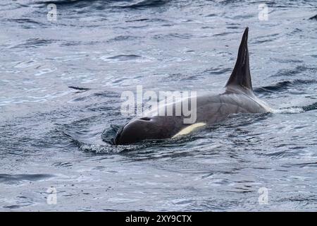 Eine kleine Gruppe von Pack Ice Typ B Killerwalen, Orcinus Orca, kurz nachdem eine Weddellrobbe in der Lemaire Channel Antarktis getötet hat. Stockfoto