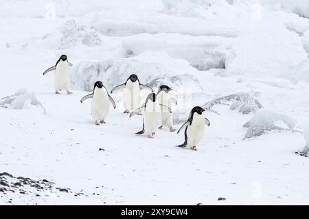 Adélie-Pinguine, Pygoscelis adeliae, im Schneesturm in der Brutkolonie Brown Bluff, Antarktische Halbinsel, Antarktis. Stockfoto
