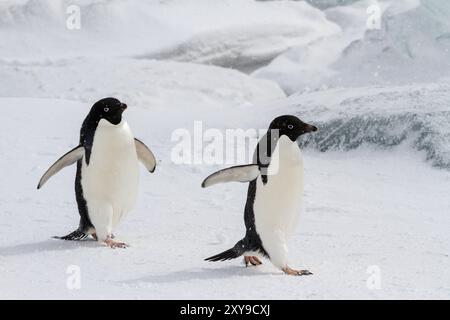 Adélie-Pinguine, Pygoscelis adeliae, im Schneesturm in der Brutkolonie Brown Bluff, Antarktische Halbinsel, Antarktis. Stockfoto