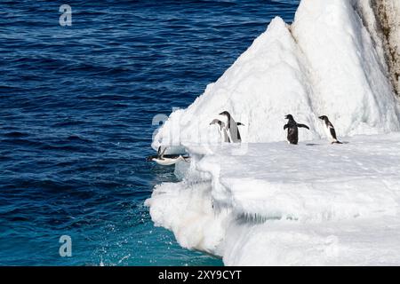 Adélie-Pinguine, Pygoscelis adeliae, springen vom Eisberg auf der Ostseite der Antarktischen Halbinsel in der Antarktis. Stockfoto