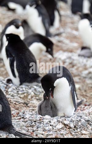 Adélie-Pinguin, Pygoscelis adeliae, Fütterung von Küken in der Brutkolonie Brown Bluff, Antarktische Halbinsel, Antarktis. Stockfoto