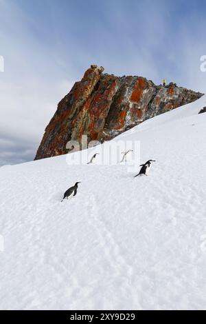 Kinnpinguine, Pygoscelis antarktis, in der Brutkolonie auf Half Moon Island, Antarktis, Südpolarmeer. Stockfoto