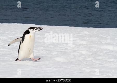 Adulter Kinnpinguin, Pygoscelis antarktis, mit Felsen im Schnabel in der Brutkolonie auf Half Moon Island, Antarktis. Stockfoto