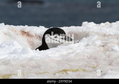 Adulte Kinnrappepinguine, Pygoscelis antarktis, in der Brutkolonie auf Half Moon Island, Antarktis. Stockfoto