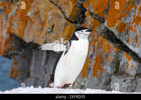 Adulte Kinnrappepinguine, Pygoscelis antarktis, in der Brutkolonie auf Half Moon Island, Antarktis. Stockfoto