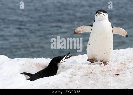 Ausgewachsene Kinstrap-Pinguine, Pygoscelis antarktis, in der Brutkolonie auf Half Moon Island, Antarktis. Stockfoto