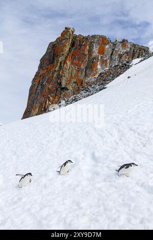 Kinnpinguine, Pygoscelis antarktis, in der Brutkolonie auf Half Moon Island, Antarktis, Südpolarmeer. Stockfoto