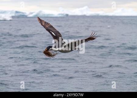 Antarktis-Sack, Phalacrocorax atriceps bransfieldensis, im Flug mit Nistmaterial im Schnabel am Jougla Point, Antarktis. Stockfoto