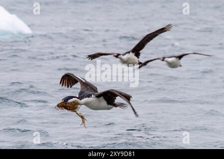 Antarktis-Sack, Phalacrocorax atriceps bransfieldensis, im Flug mit Nistmaterial im Schnabel am Jougla Point, Antarktis. Stockfoto