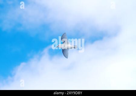 Erwachsener Schneesturm, Pagodroma nivea nivea, im Flug in der Nähe der Antarktischen Halbinsel, Antarktis, Südpolarmeer. Stockfoto