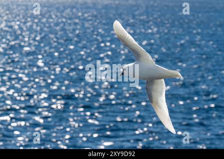 Erwachsener Schneesturm, Pagodroma nivea nivea, im Flug in der Nähe der Antarktischen Halbinsel, Antarktis, Südpolarmeer. Stockfoto