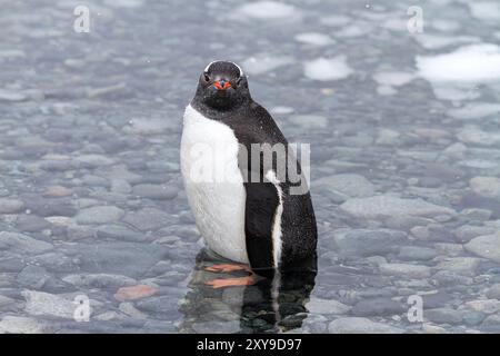 Erwachsener Gentoo-Pinguin Pygoscelis papua, der im Wasser auf Cuverville Island, Antarktis, Südpolarmeer steht. Stockfoto