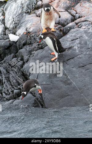 Erwachsene Gentoo-Pinguine, Pygoscelis papua, Rückkehr und Ankunft vom Meer auf Booth Island, Antarktis, Südpolarmeer. Stockfoto