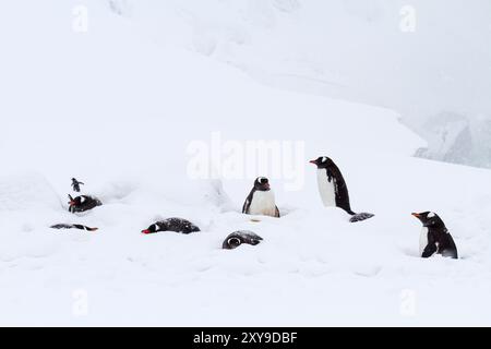 Ausgewachsene Gentoo-Pinguine, Pygoscelis papua, Brutkolonie im Schneesturm auf Booth Island, Antarktis, Südpolarmeer. Stockfoto