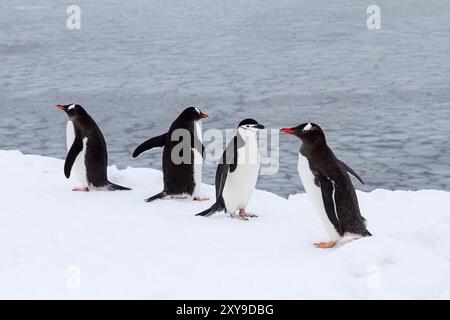 Adulter Gentuo-Pinguin, Pygoscelis papua, auf Eis mit Kinstrap-Pinguin, Pygoscelis antarktis, Booth Island, Antarktis. Stockfoto