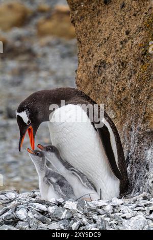 Ausgewachsener Gentoo-Pinguin, Pygoscelis papua, Fütterung von Küken am Brown Bluff nahe der Antarktischen Halbinsel im südlichen Ozean. Stockfoto