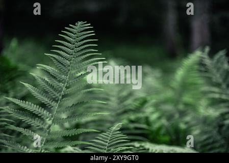 Farne, die im Sommer in einem tiefen Wald wachsen Stockfoto