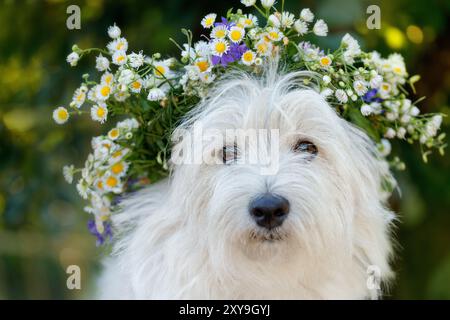 Nahaufnahme eines West Highland White Terrier mit Blumenkranz Stockfoto