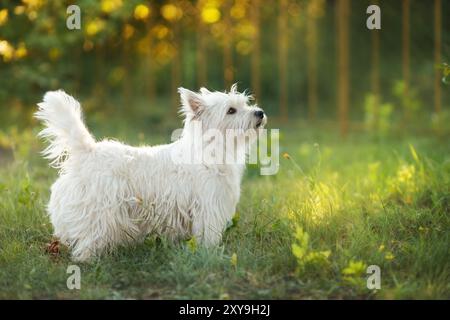 Der West Highland White Terrier Blickt Nach Draußen Stockfoto