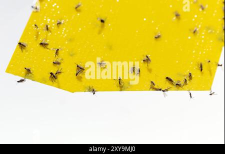 Pilzmücken auf gelber Haftfalle für Insekten, Chromatische und Haftfalle zur Bekämpfung von Insekten von Zimmerpflanzen (Mücken, Bodenfliegen, Weiße Fliegen ...) Kleber Stockfoto