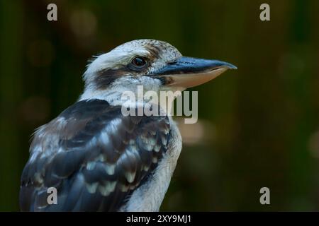 Nahaufnahme Porträt von lachender Kookaburra in einem Zoo. Dacelo novaeguineae, lachende Kookaburra. Ein alleinstehender, lachender Kookaburra, der auf einem Ast steht. Stockfoto