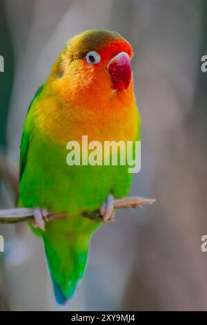 Nahporträt von Fischers Lovebird, Agapornis fischeri im Zoo. Nahaufnahme eines gelb-orangen und grünen Fischers Turteltauben. Stockfoto