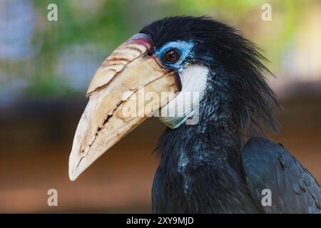 Blyths Nashornschnabel, Porträt von Papuan Nashornschnabel oder Blyth Nashornschnabel. Nahporträt von Blyths Nashornschnabel in einem Zoo. Wildtiere und wilde exotische Vögel c Stockfoto