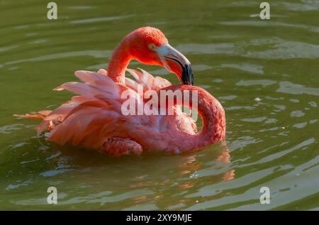 Chilenischer Flamingo, Phoenicopterus chilensis, Porträt im Wasser. Stockfoto