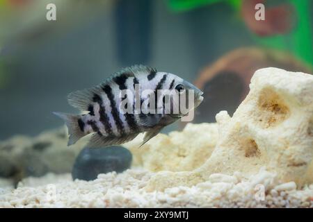 Der Sträfling-Buntbarsch Amatitlania nigrofasciata. Sträfling Cichliden Fische schwimmen. Großer, schöner Nigrofasciata-Sträfling unter Wasser aus nächster Nähe. Stockfoto