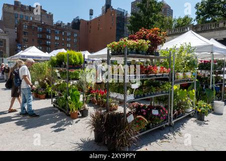 Union Square Greenmarket ist besonders beliebt im Sommer 2024 in New York City, USA Stockfoto