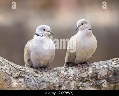 Eurasische Tauben mit Kragen sitzen nebeneinander auf einem Baumzweig und einer blickt den anderen liebevoll an. Stockfoto