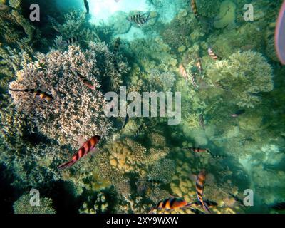 Die farbenfrohe Unterwasserwelt lebt inmitten der atemberaubenden Korallenformationen des Roten Meeres und bietet einen Einblick in die Artenvielfalt unter Wasser in Hurghada. Stockfoto