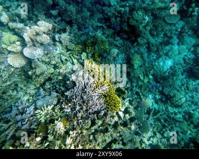 In den Korallenriffen des Roten Meeres bei Hurghada gedeihen vielfältige Meeresbewohner, die bei einer faszinierenden Fahrt komplexe Korallenformationen und lebendige Farben zeigen Stockfoto