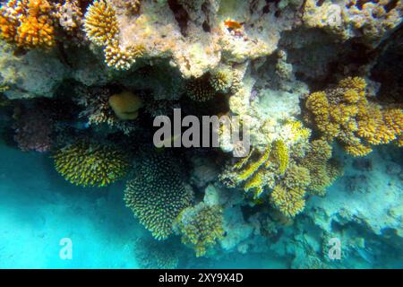 Das farbenfrohe Korallenriff in Hurghada ist für Amateurfotografen geeignet und zeigt eine Vielzahl von Meeresarten, die in kristallklarem Wasser gedeihen. Stockfoto