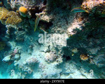 Entdecken Sie die blühende Unterwasserwelt zwischen den farbenfrohen Korallen des Roten Meeres in Hurghada und zeigen Sie die Schönheit der Artenvielfalt unter Wasser. Stockfoto