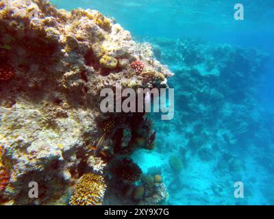 Die Unterwasserwelt bietet farbenfrohe Korallenformationen und vielfältige Unterwasserwelt im Roten Meer in der Nähe von Hurghada. Dieses tropische Paradies ist ein Paradies für sn Stockfoto