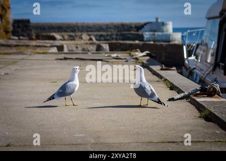 Europäische Heringsmöwe (Larus argentatus). Zwei Heringsmöwen (Möwen), die sich an einem Betonkai anschreien. Frühling, sonniger Tag, Christianso Stockfoto