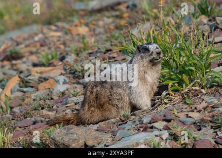 Murmeltier im Glacier National Park isst Pflanzen Stockfoto