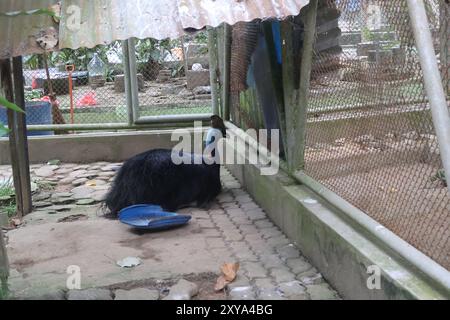 cassowary Vogel im Zoo Stockfoto