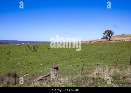 Abercrombie River Nationalpark in der Nähe von Oberon, New South Wales, Australien mit Emu Strauß Stockfoto