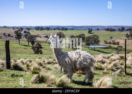 Abercrombie River Nationalpark in der Nähe von Oberon, New South Wales, Australien Stockfoto