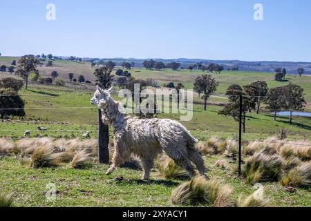 Abercrombie River Nationalpark in der Nähe von Oberon, New South Wales, Australien Stockfoto